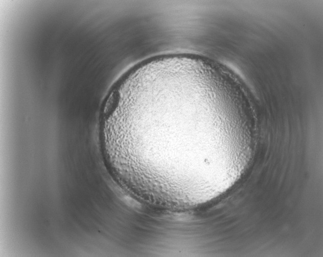 X0000070861460200606302033