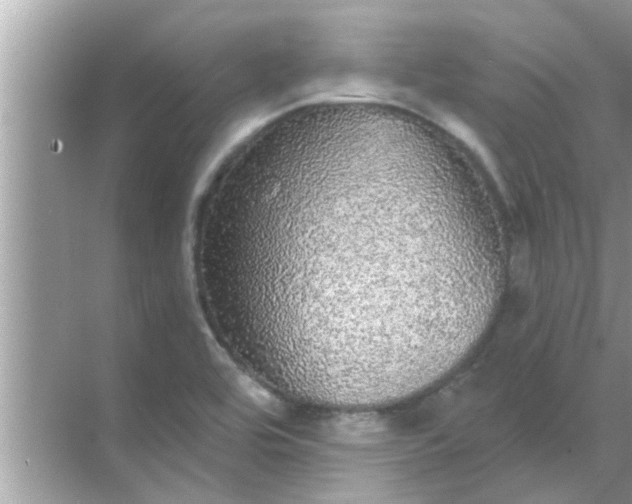 X0000070861464200606302033