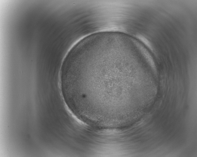 X0000070861468200606302033