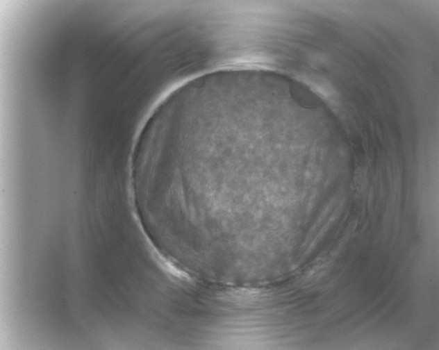 X0000070861470200606302033