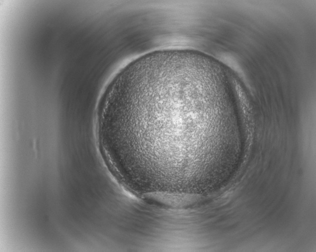 X0000070861472200606302033