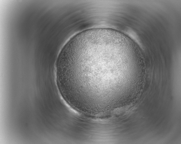 X0000070861476200606302033