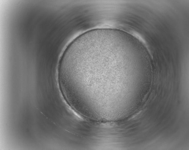 X0000070861480200606302033