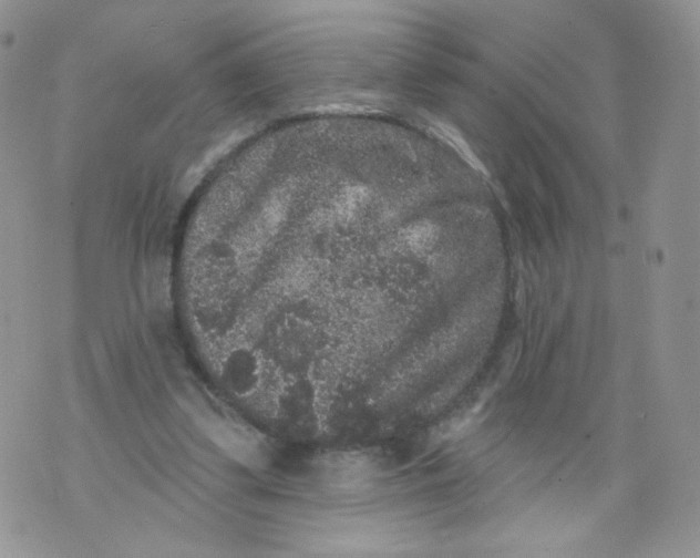 X0000070860299200607071904