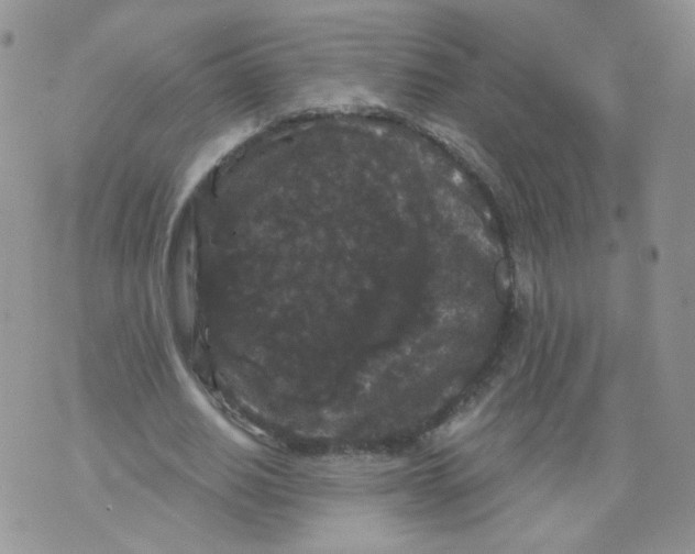 X0000070860630200607071858