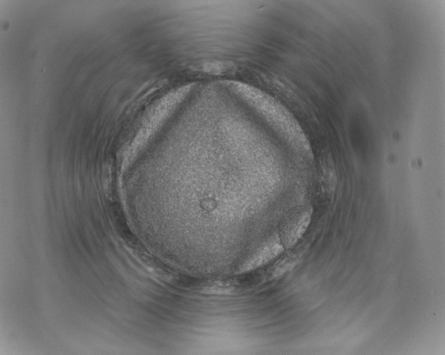 X0000070860656200607071859