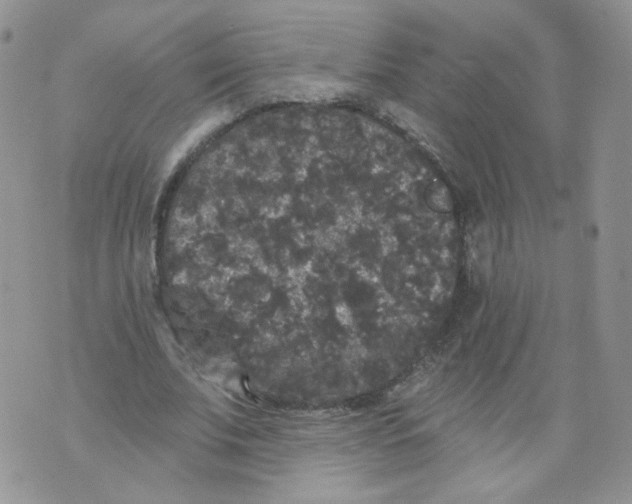 X0000070860679200607071858