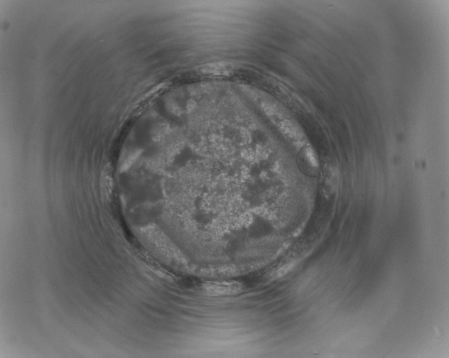 X0000070860707200607071858