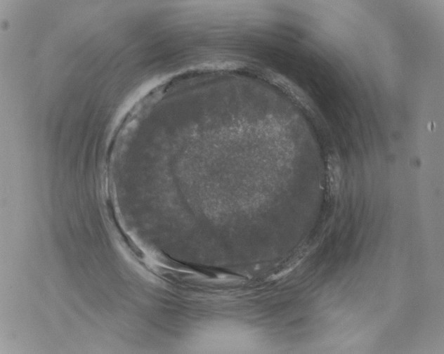 X0000070860726200607071857