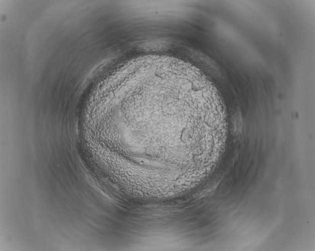 X0000070860733200607071857