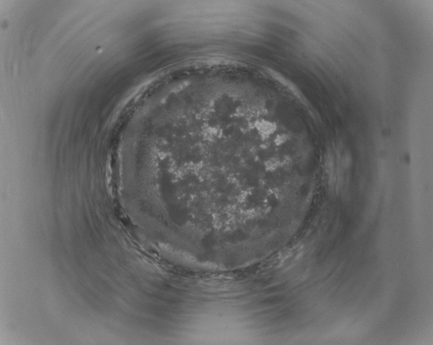 X0000070860823200607071855