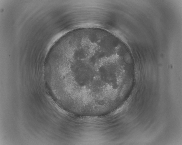 X0000070860831200607071855