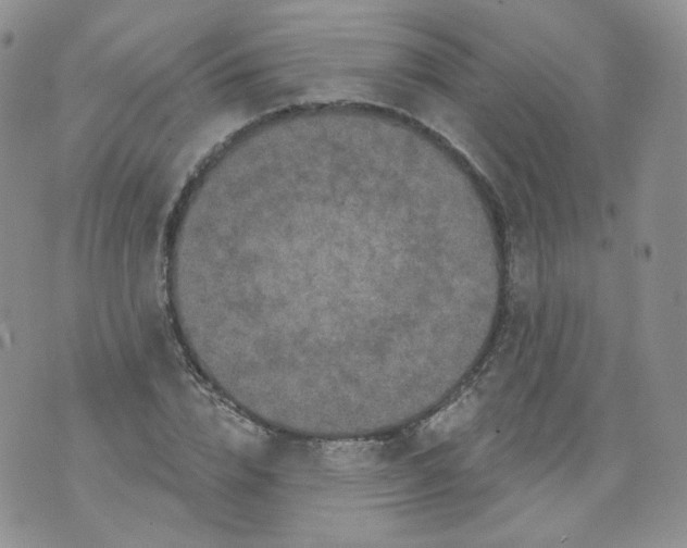 X0000070860832200607071855