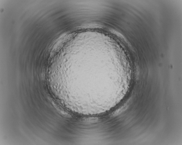 X0000070860833200607071855