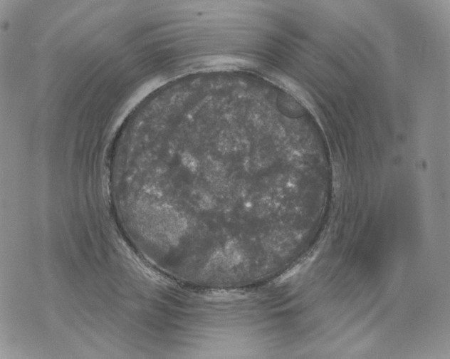 X0000070860835200607071855