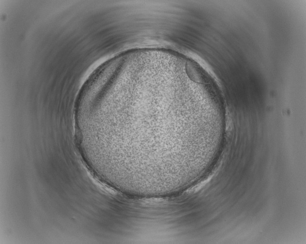 X0000070860837200607071855