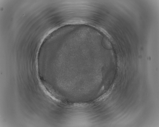 X0000070860840200607071855