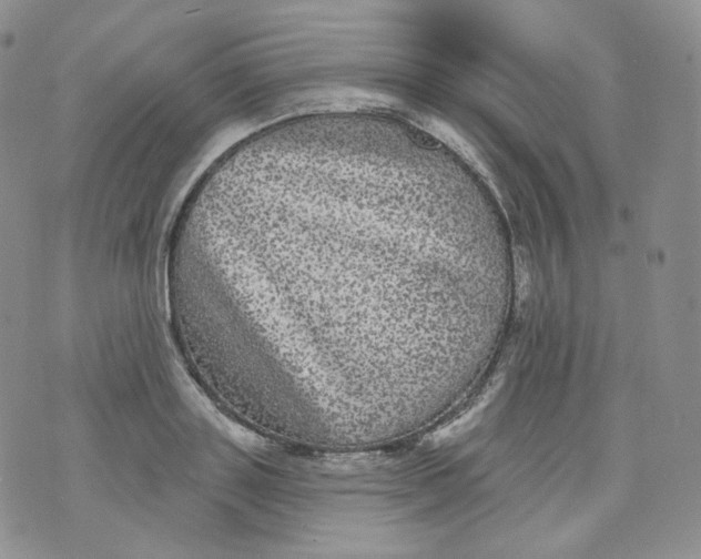 X0000070860843200607071855