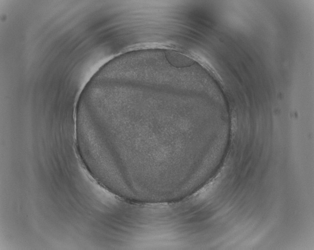 X0000070860844200607071855