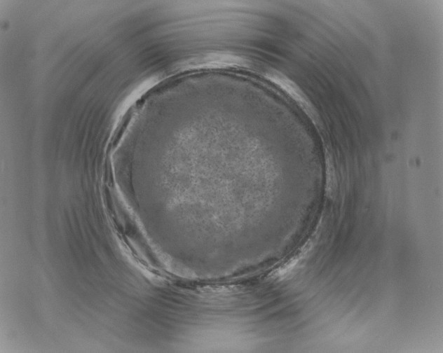 X0000070860850200607071856