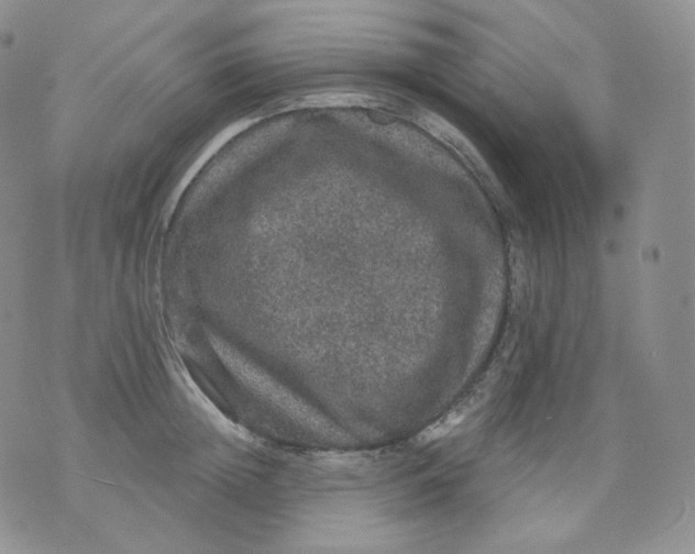 X0000070860852200607071856