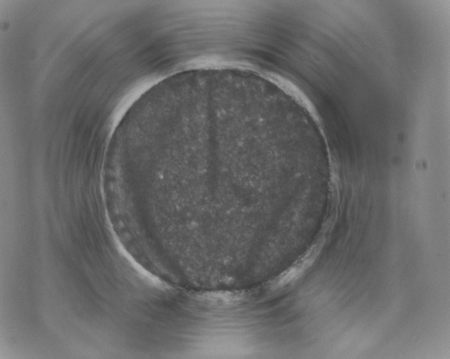 X0000070860855200607071856