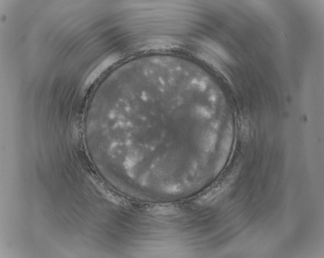 X0000070860874200607071855