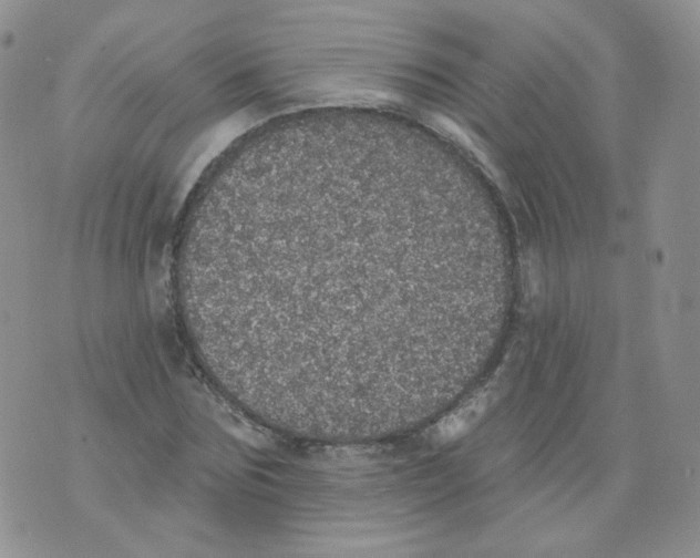 X0000070860875200607071855