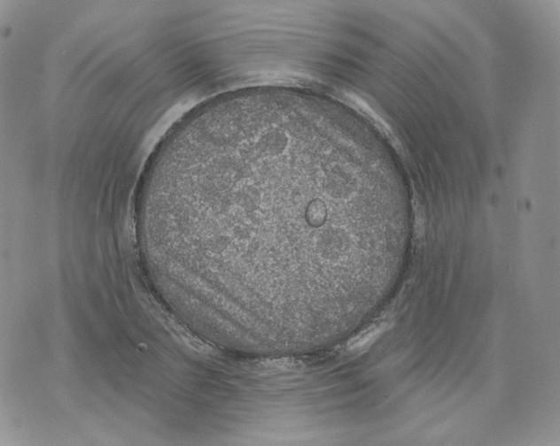 X0000070860883200607071855