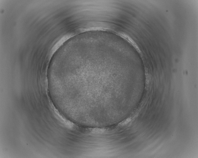 X0000070860890200607071855