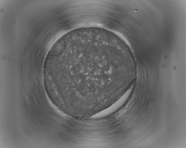 X0000070860895200607071855