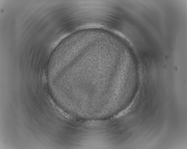 X0000070860929200607071854