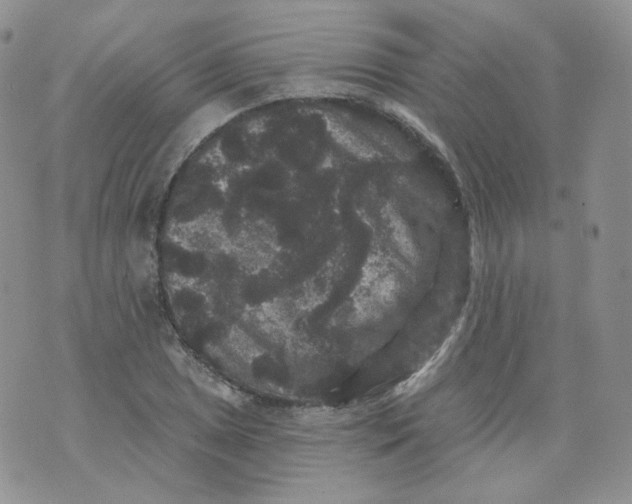 X0000070861025200607071852