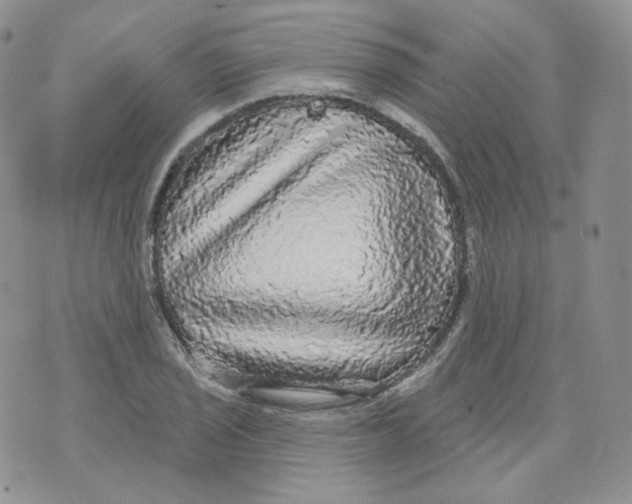 X0000070861029200607071852