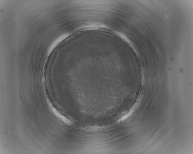 X0000070861042200607071852