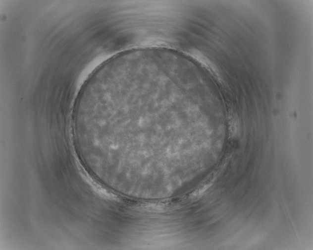 X0000070861086200607071851