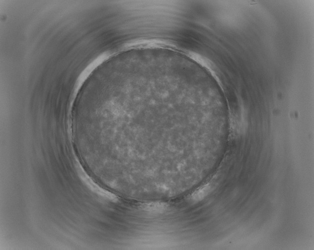 X0000070861090200607071851