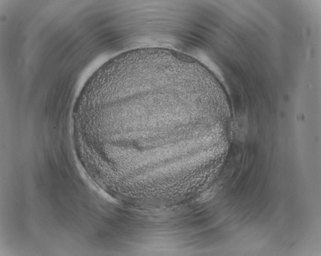 X0000070861096200607071851