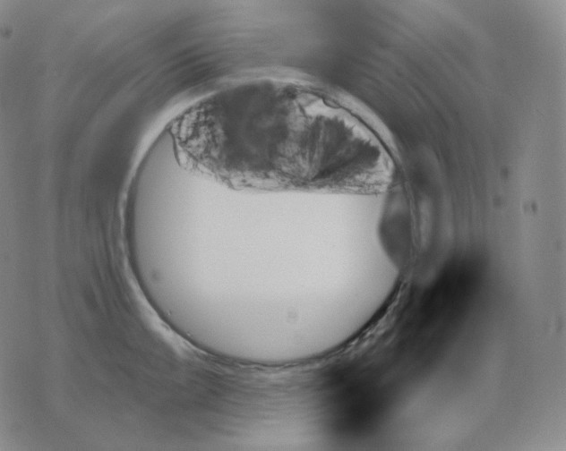 X0000070861099200607071851