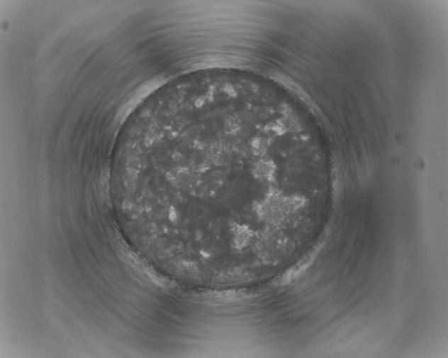 X0000070861121200607071851