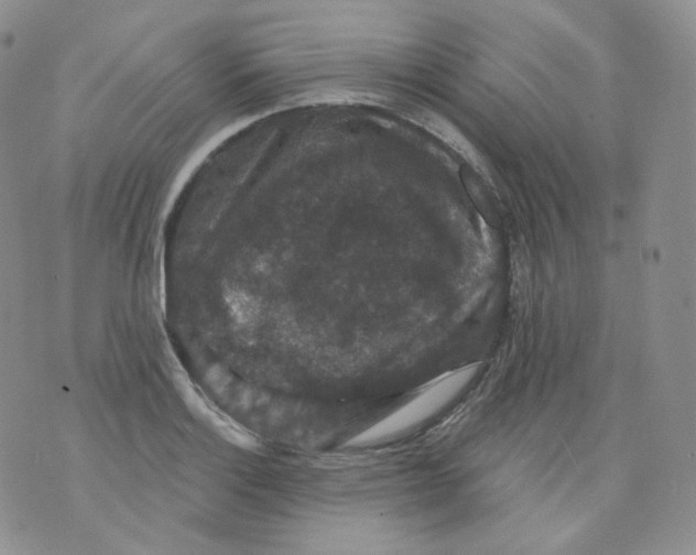 X0000070861132200607071851