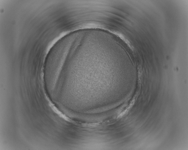 X0000070861134200607071851