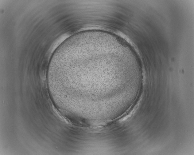 X0000070861137200607071851