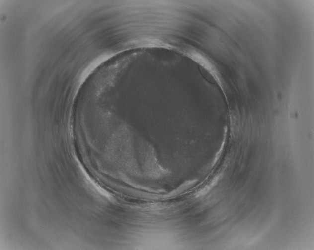 X0000070861141200607071851