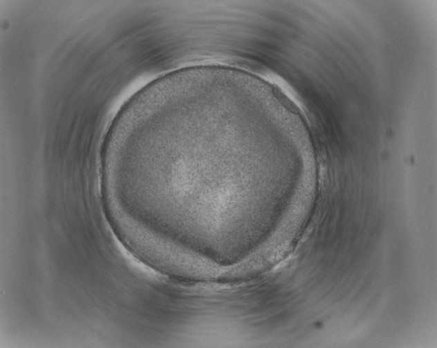 X0000070861143200607071851