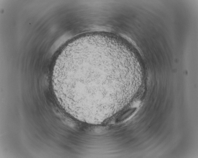 X0000070861163200607071850