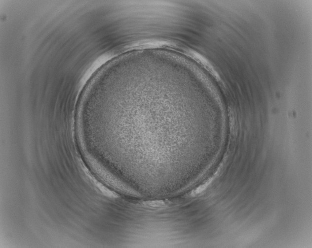 X0000070861186200607071850