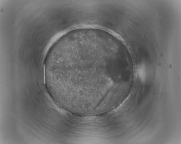 X0000070861223200607071849