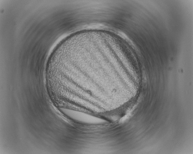 X0000070861232200607071849