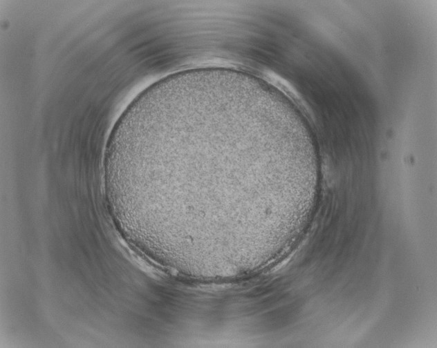 X0000070861236200607071849